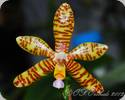 Phal. fasciata